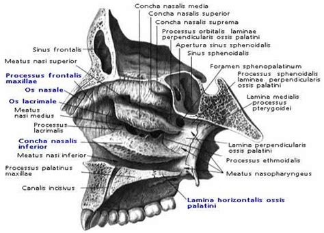 longhili|Respiratoir stelsel Flashcards